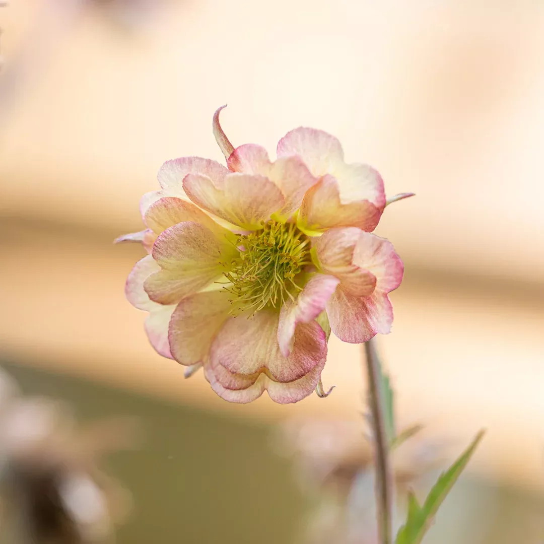 Geum 'Pretticoats Peach'