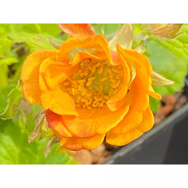 Geum 'Tempo Orange'