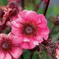 Geum 'Tempo Rose'
