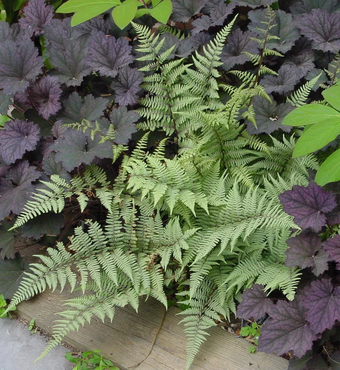 Ghost Fern