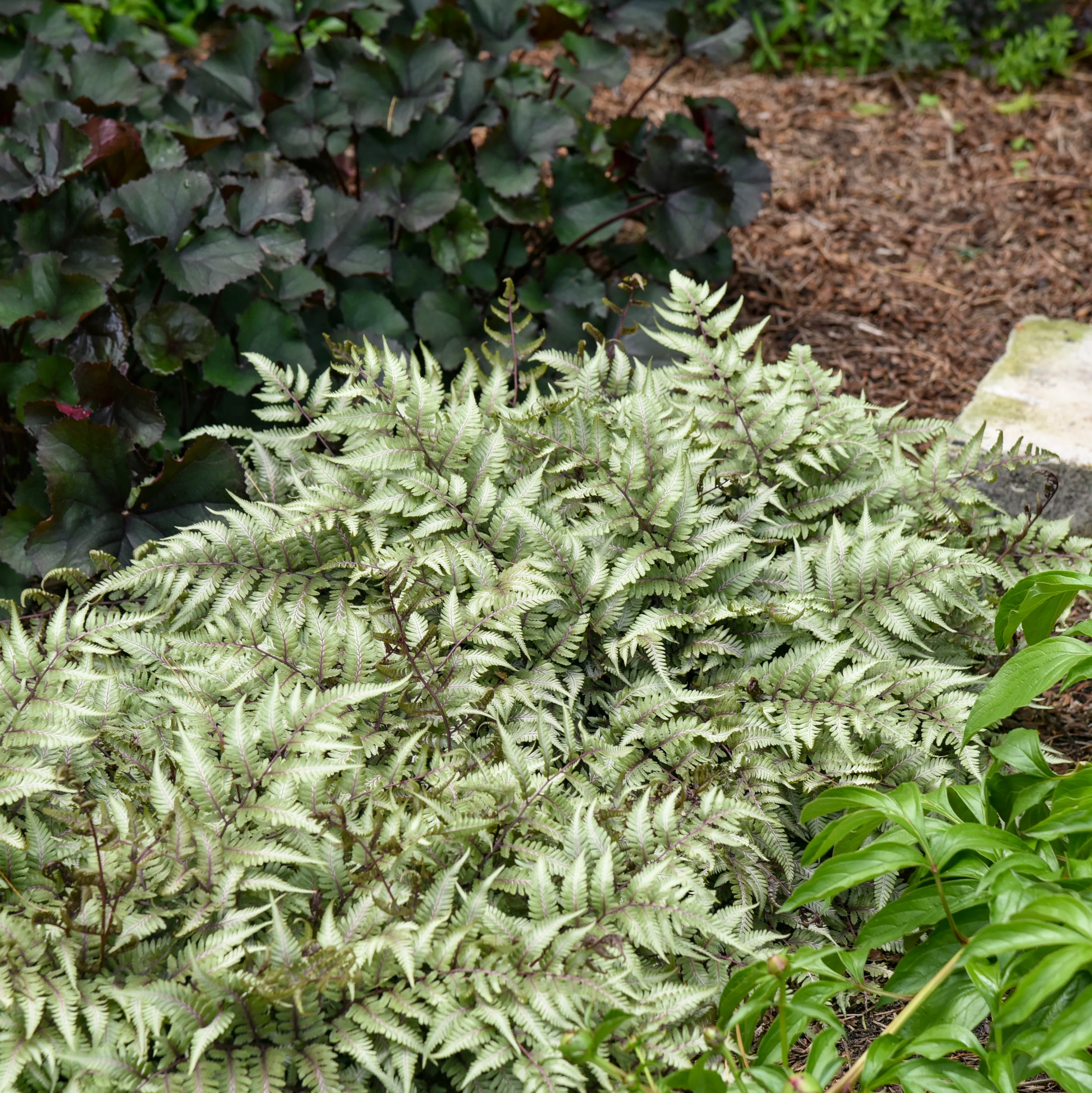 Giant Japanese Painted Fern
