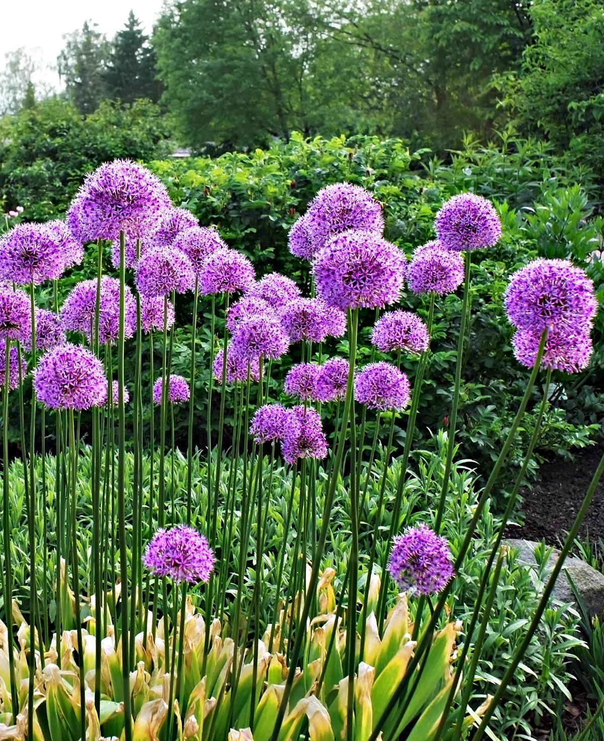 Giganteum Allium - 3 bulbs