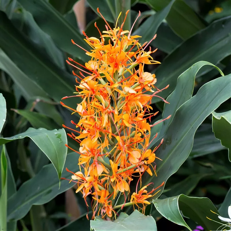 Ginger – Aurantiacum (Fragrant)