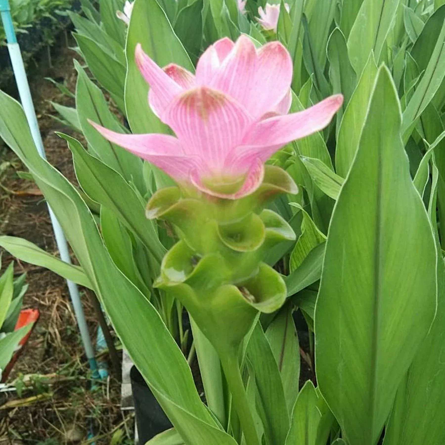 Ginger - Bangkok Supreme