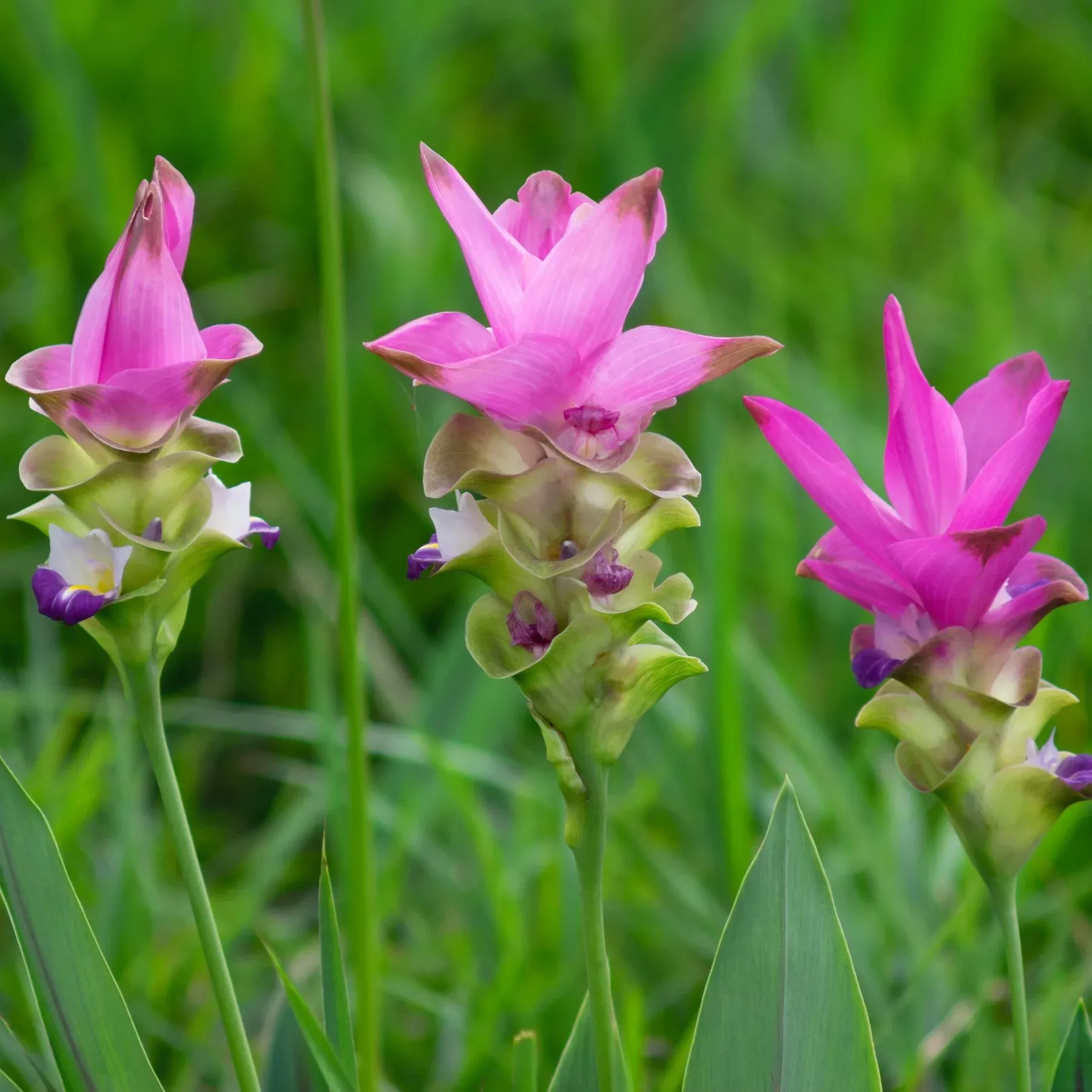Ginger - Beauty Pink