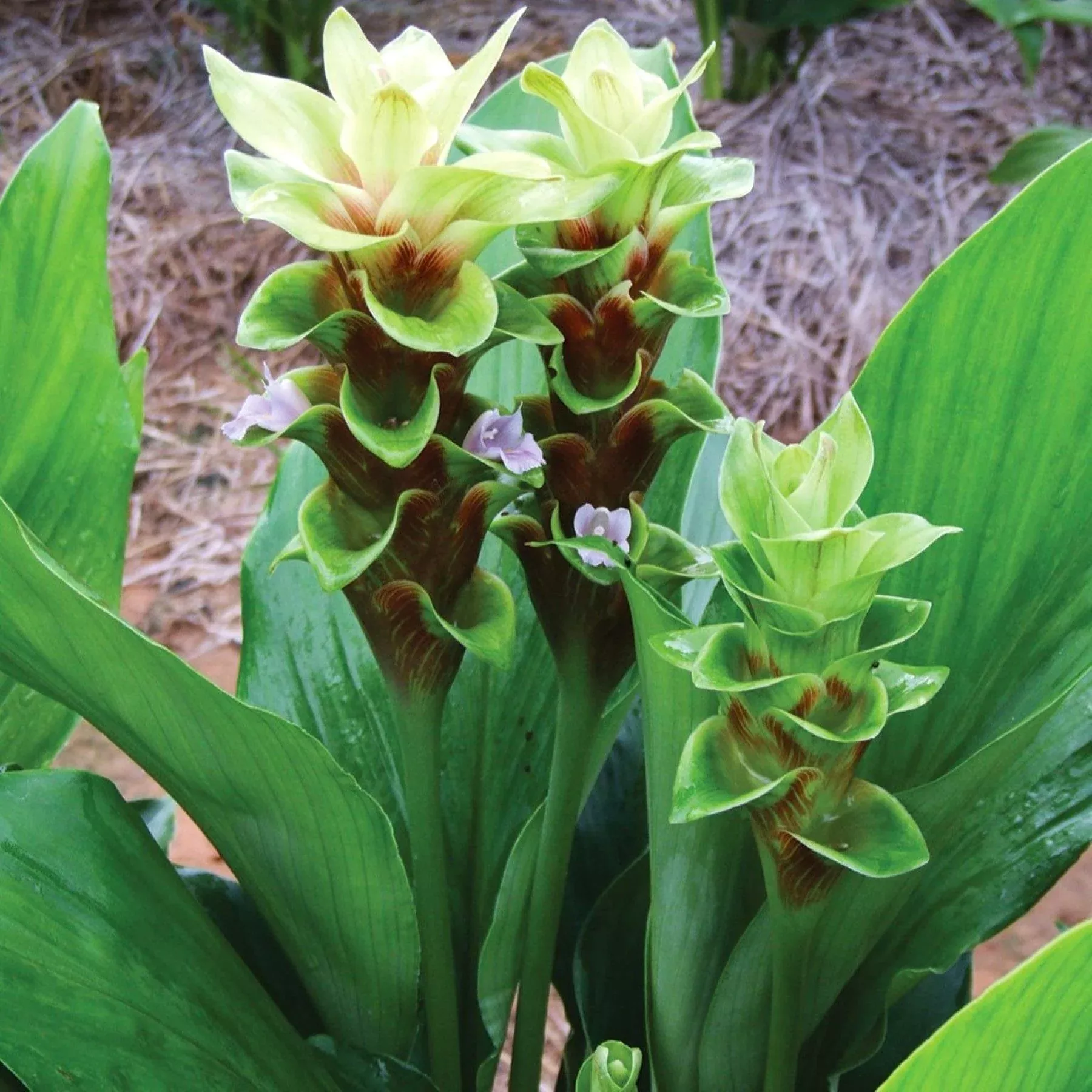 Ginger - Emerald Green