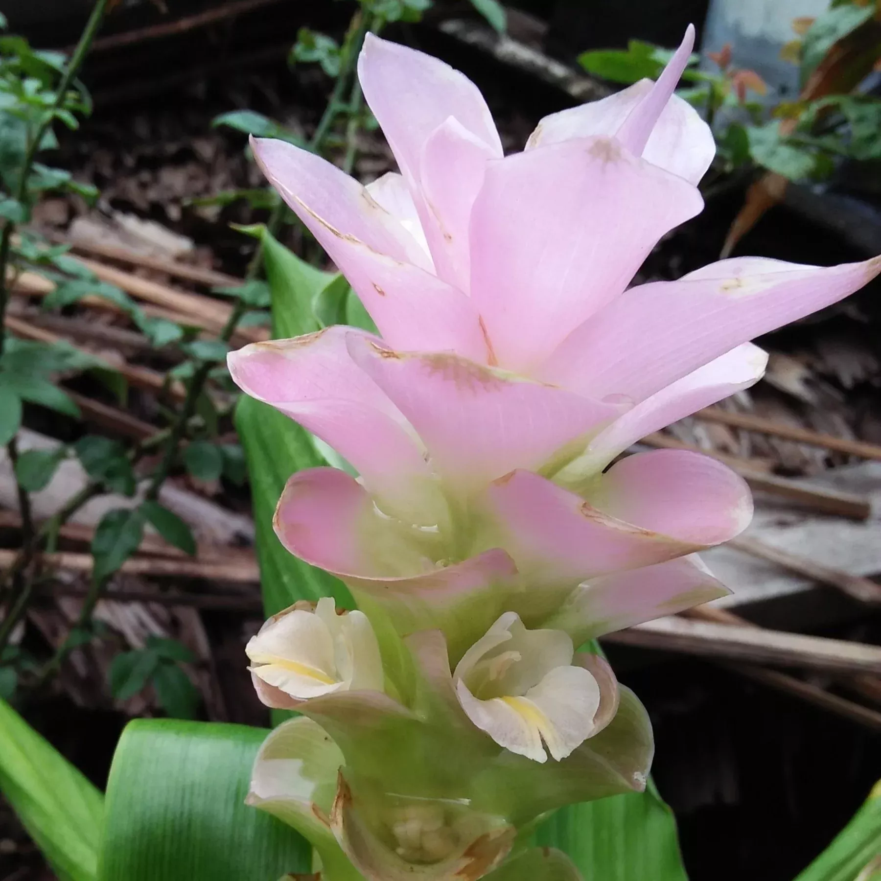 Ginger - Laddawan