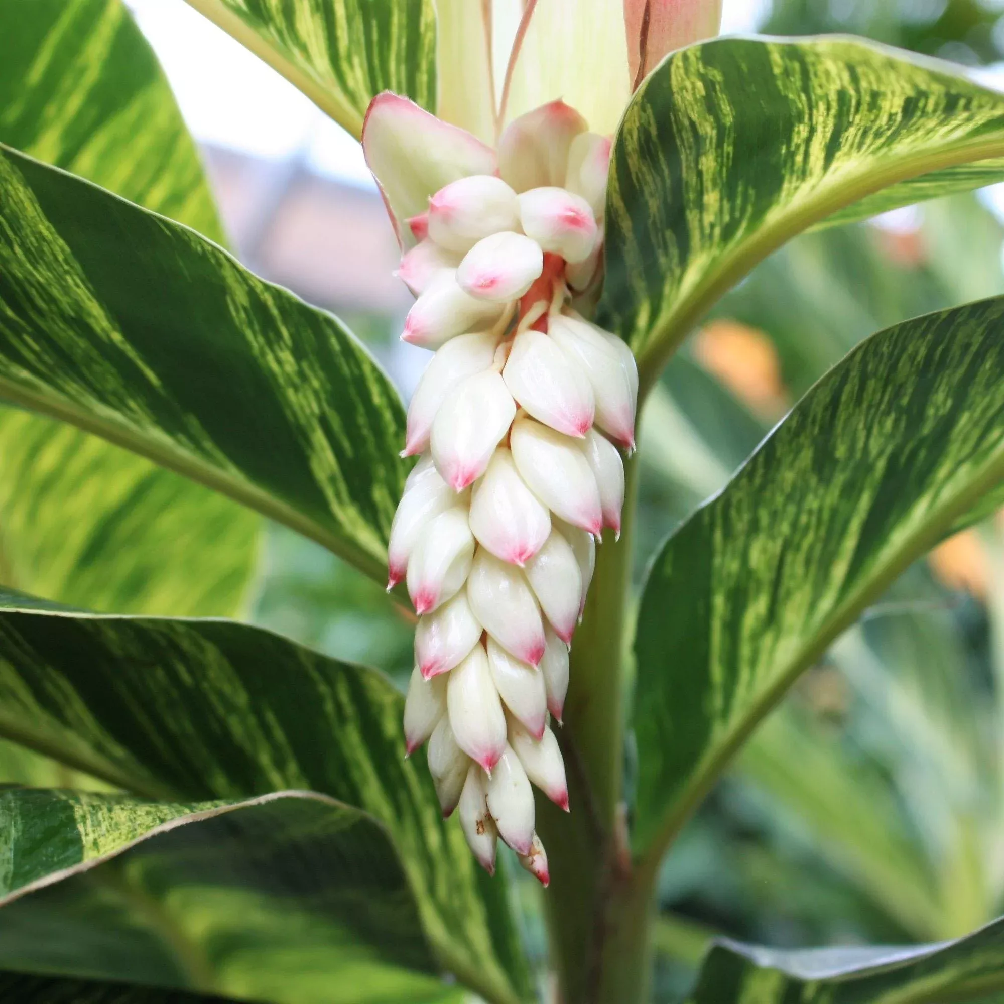 Ginger - Shell Variegated Alpinia