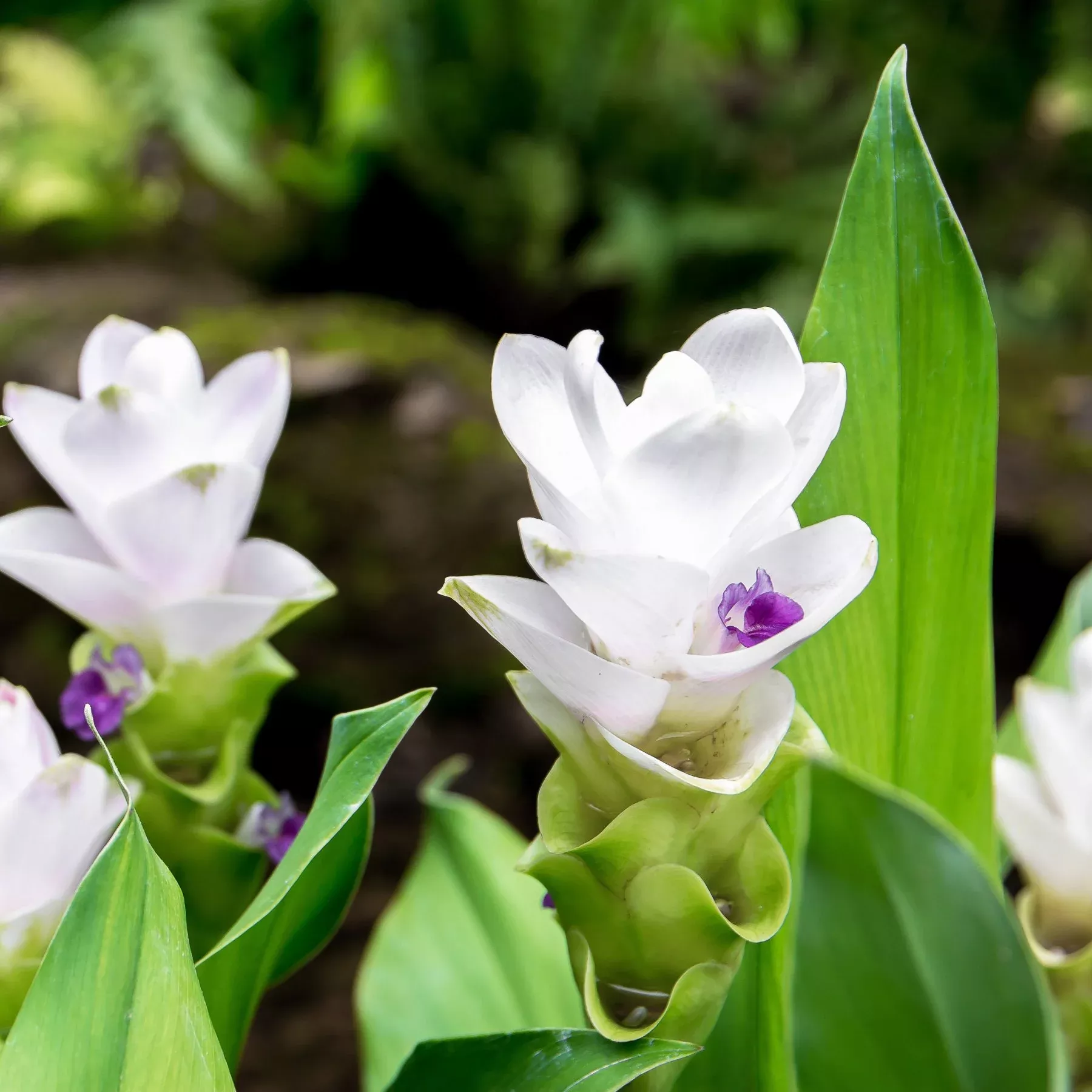 Ginger - White Jasmine