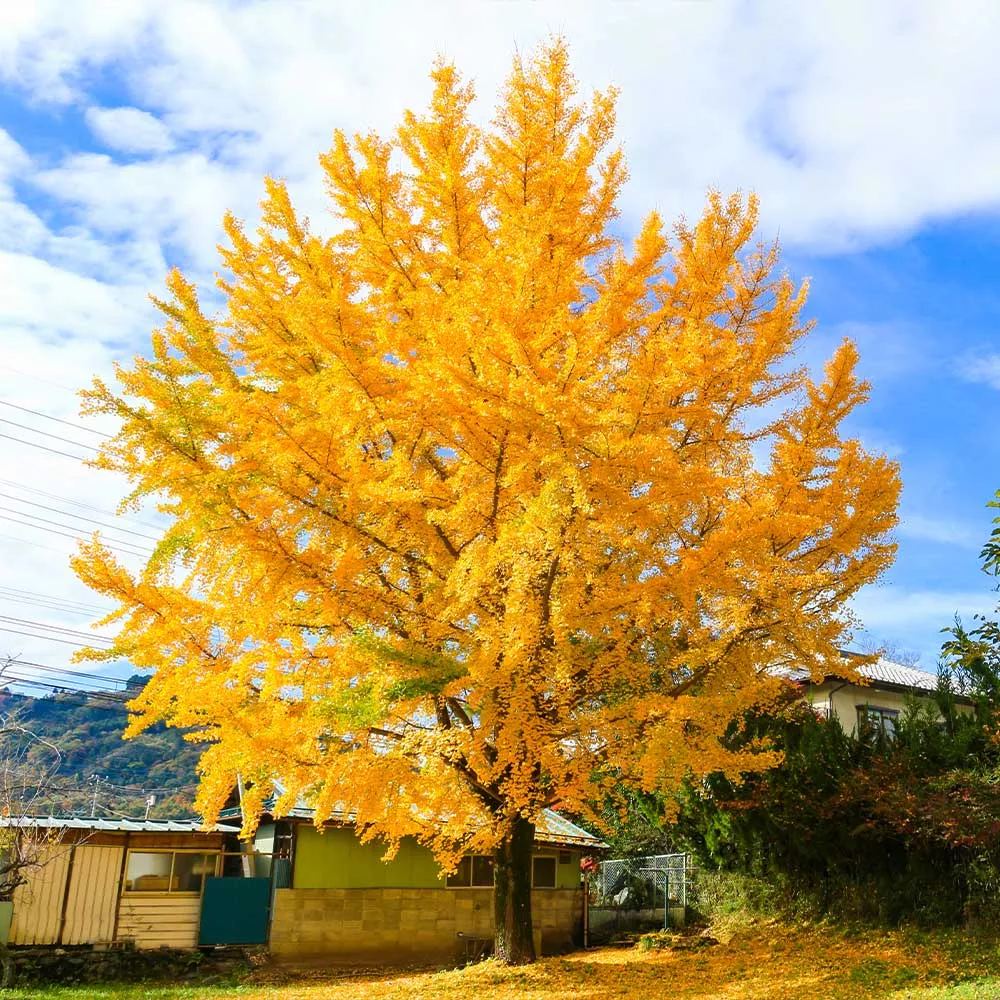 Gingko Tree