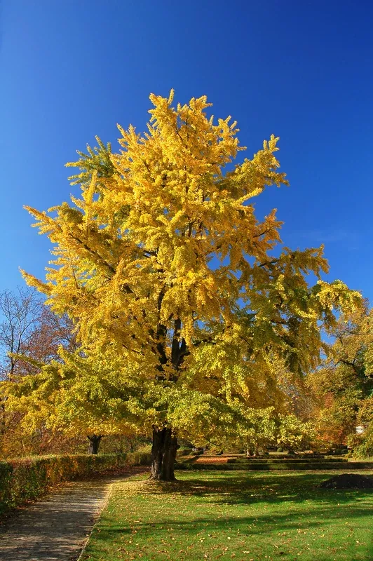 Ginkgo Tree