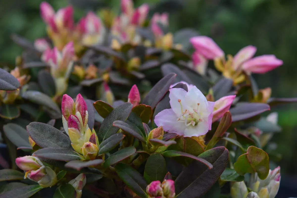 'Ginny Gee' Rhododendron