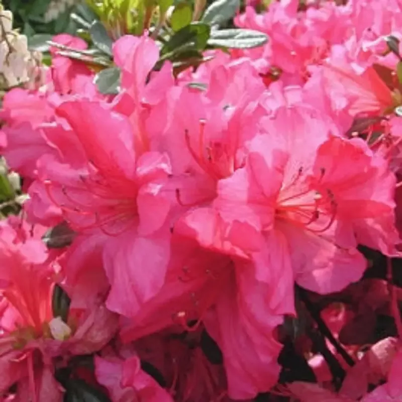 Girard's Rose Azalea
