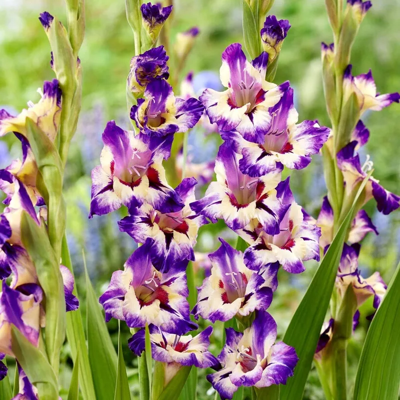 Gladiolus - Circus Color