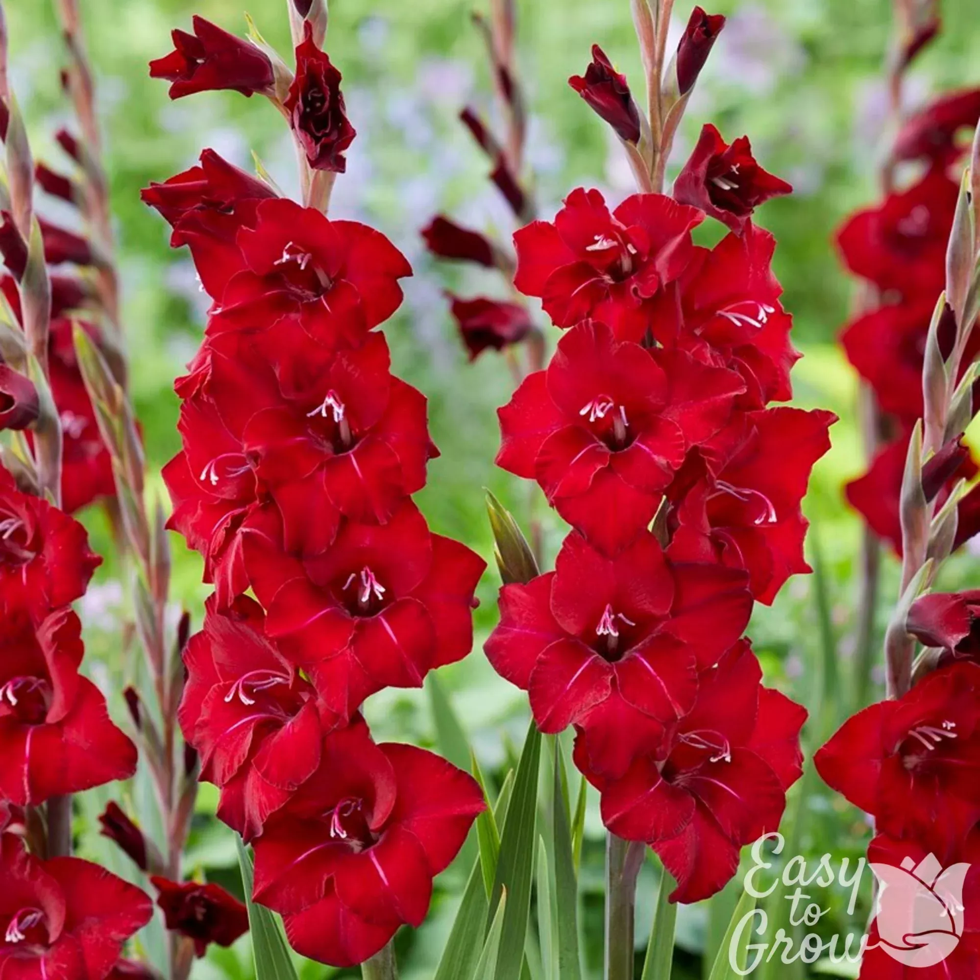 Gladiolus - First Blood