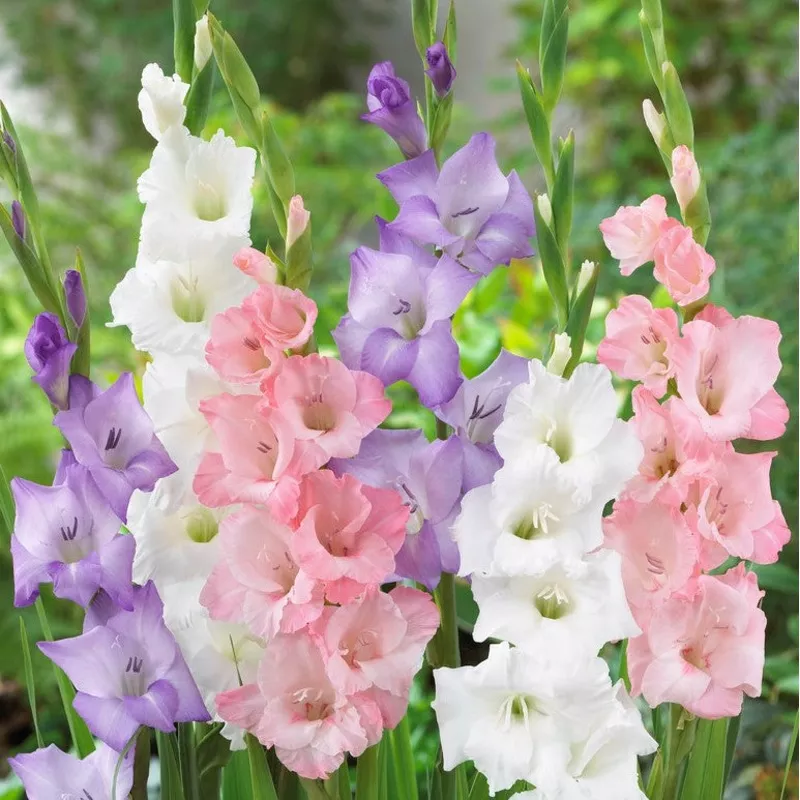 Gladiolus – Pastel Lace Collection