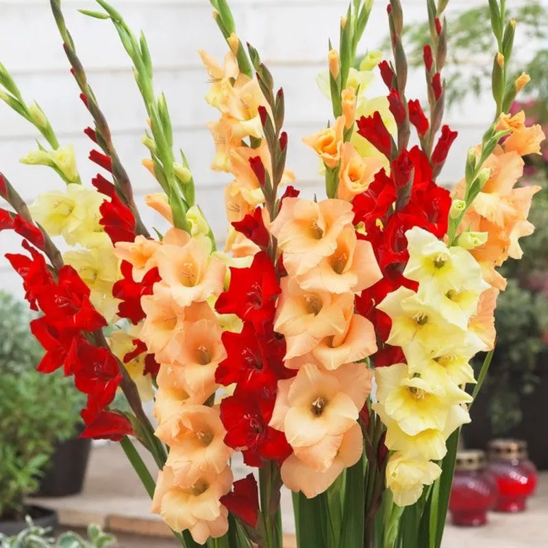 Gladiolus – Sunset Collection
