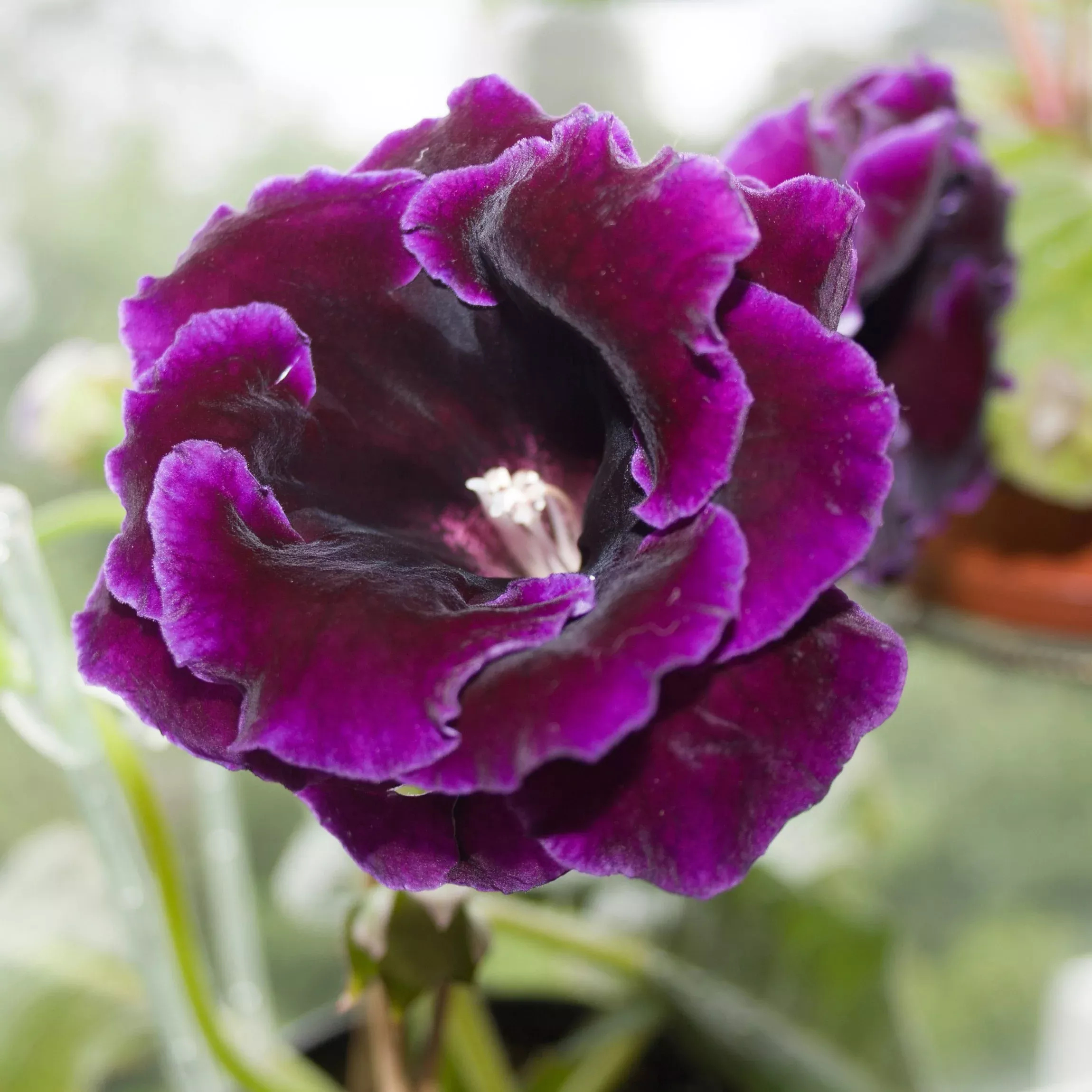 Gloxinia - Violacea