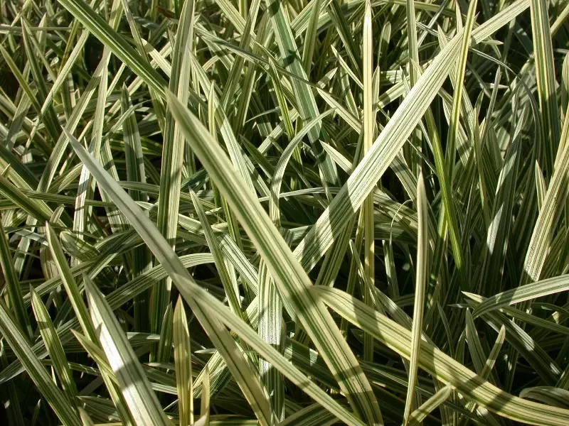 Glyceria maxima aquatics "Variegated Manna Grass"