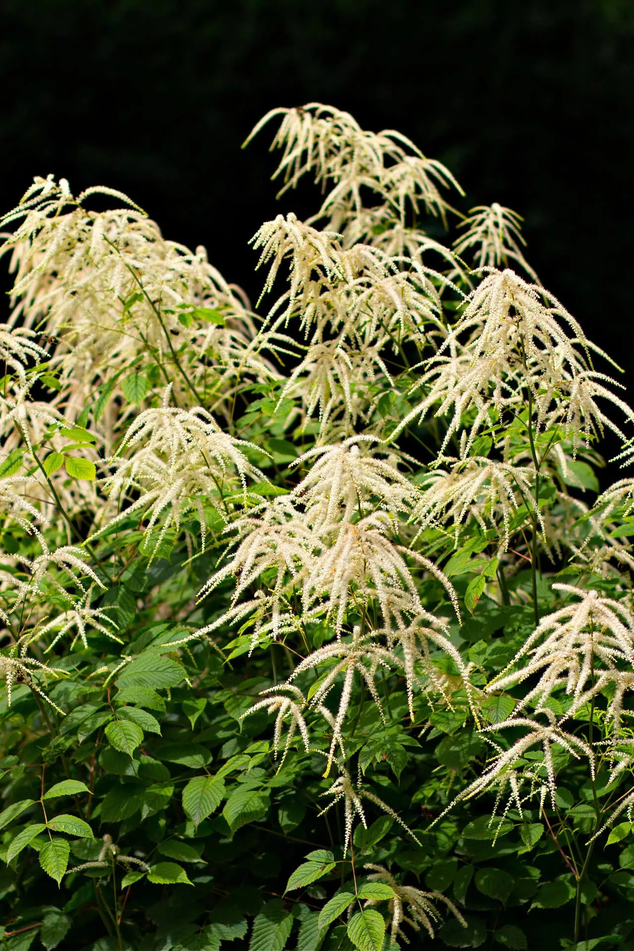 Goats Beard Plant