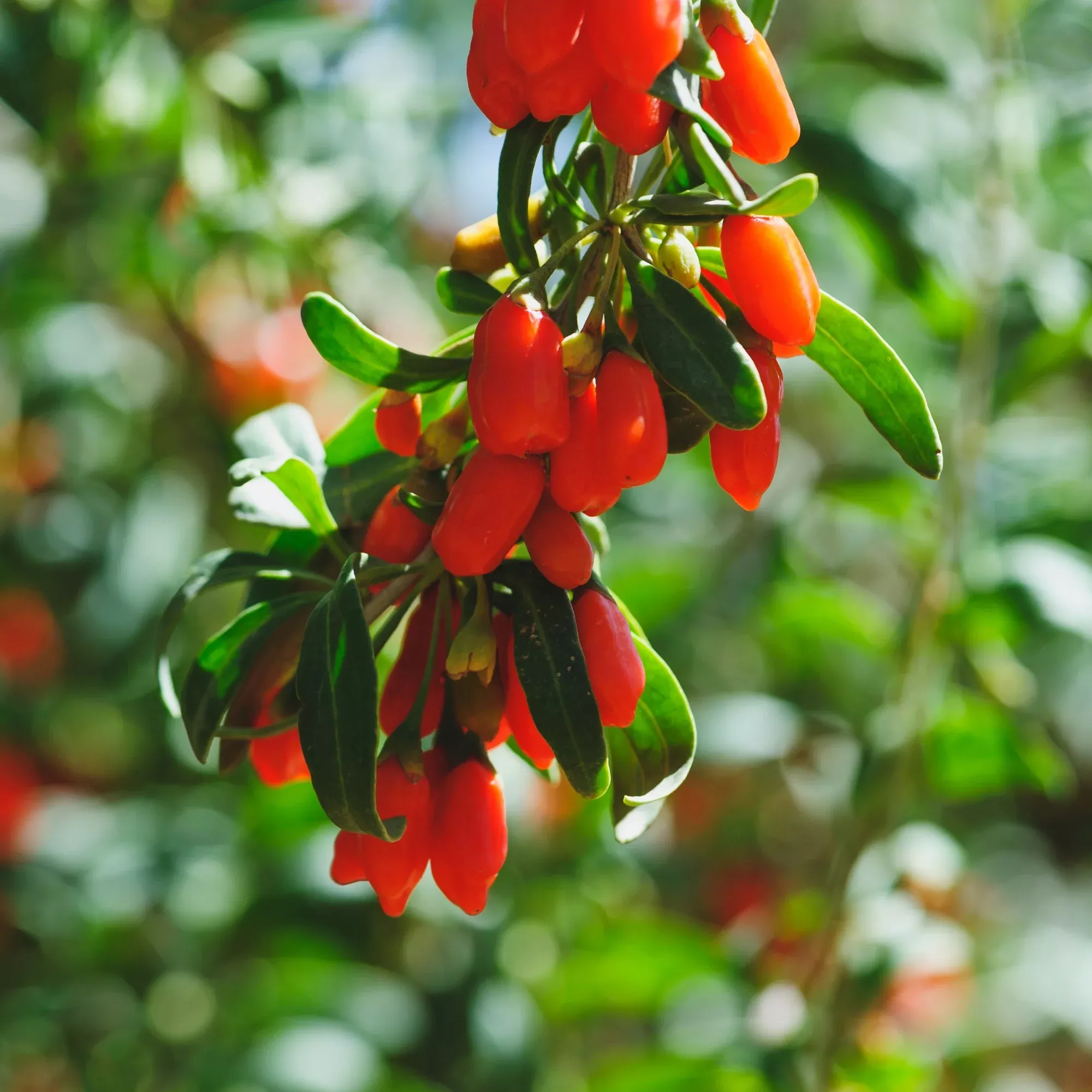 Goji Berry Potted Plant