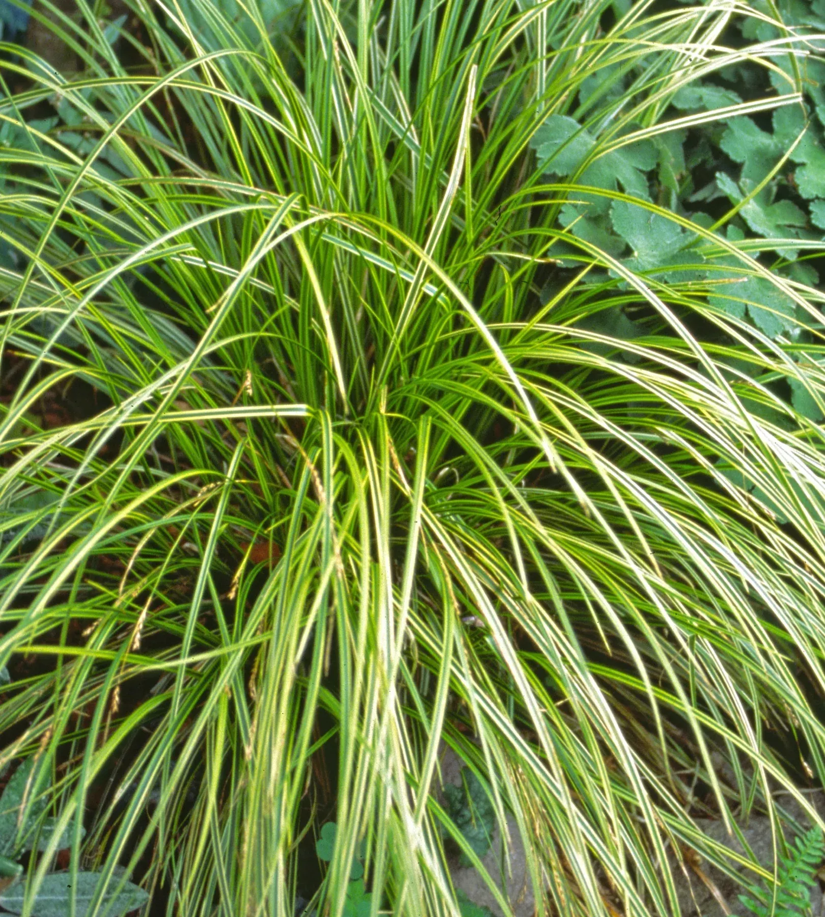 Gold Fountains™ Sedge