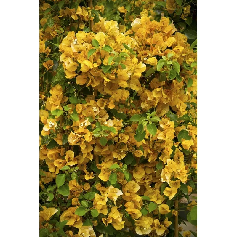Gold Rush™ Bougainvillea