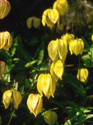 Golden Clematis