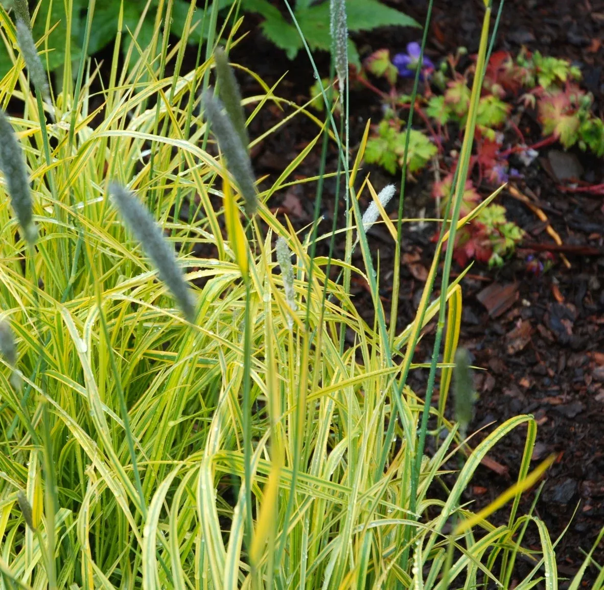 Golden Foxtail Grass