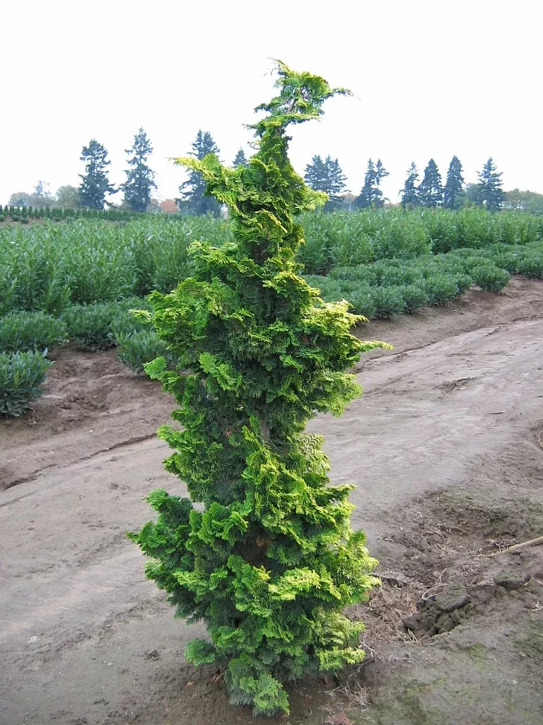Golden Hinoki Falsecypress
