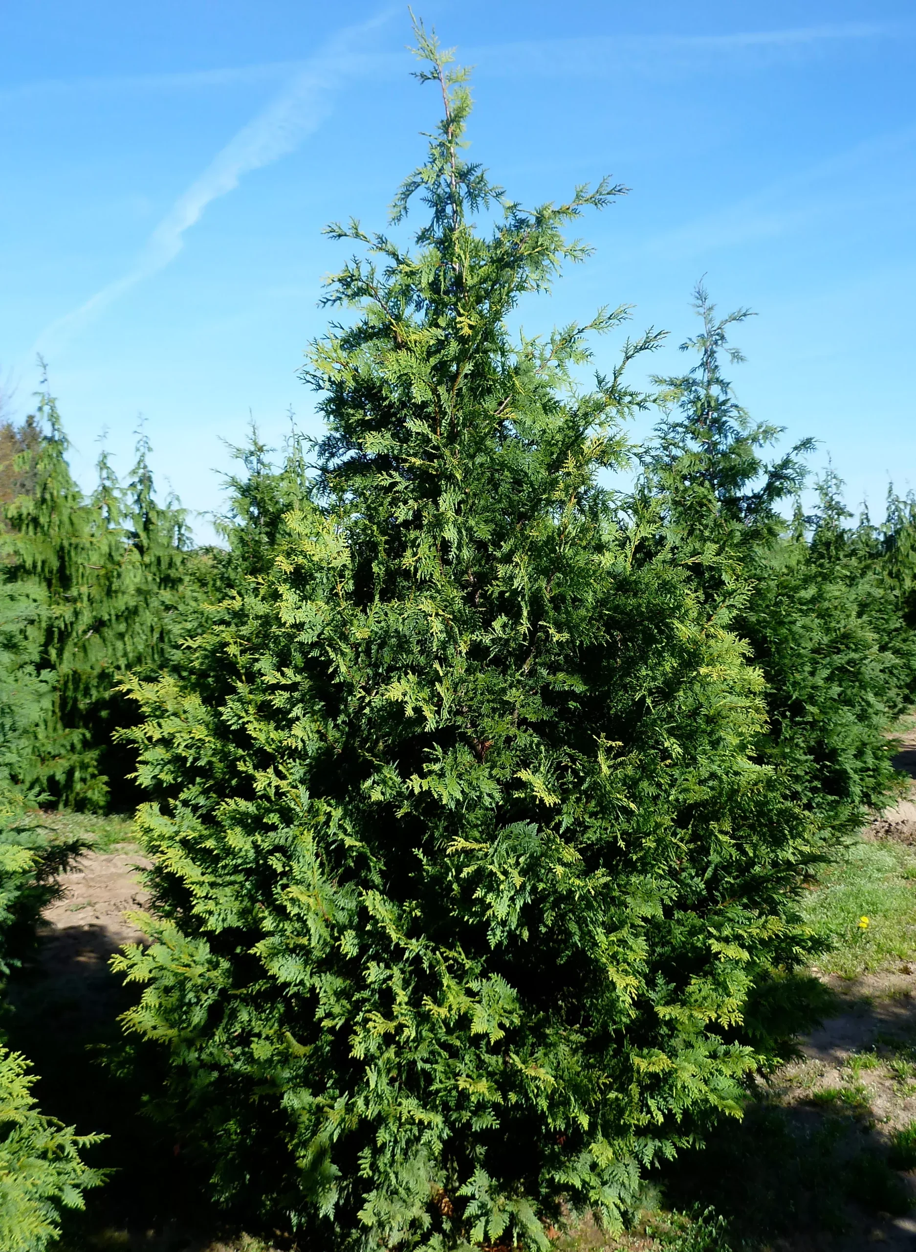Golden Nootka Falsecypress
