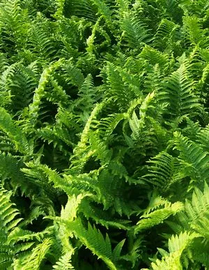 Golden Shield Fern