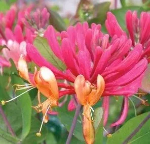 Goldflame Honeysuckle