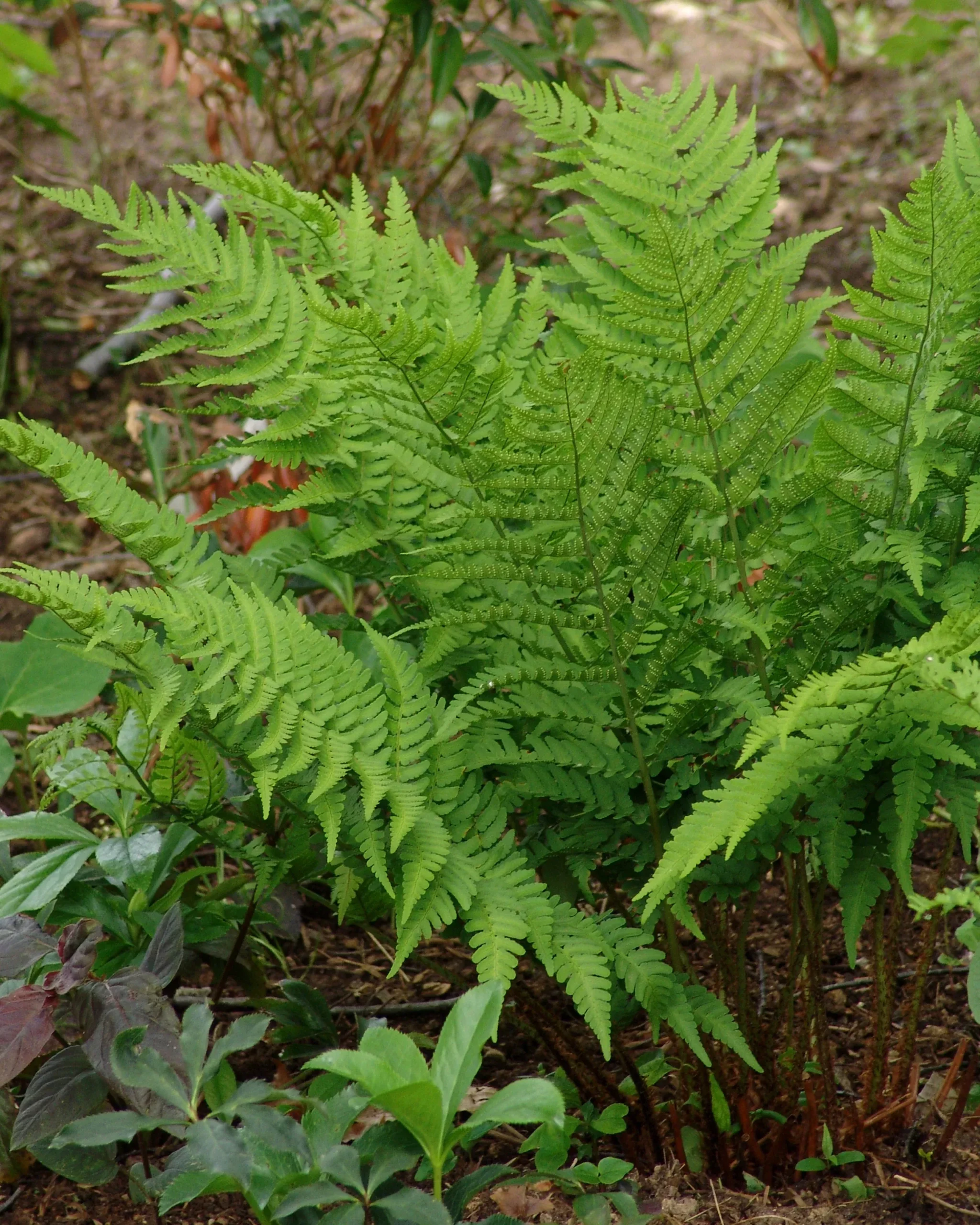 Goldie's Fern