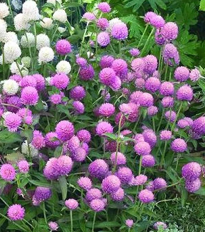 Gomphrena, Las Vegas Mix