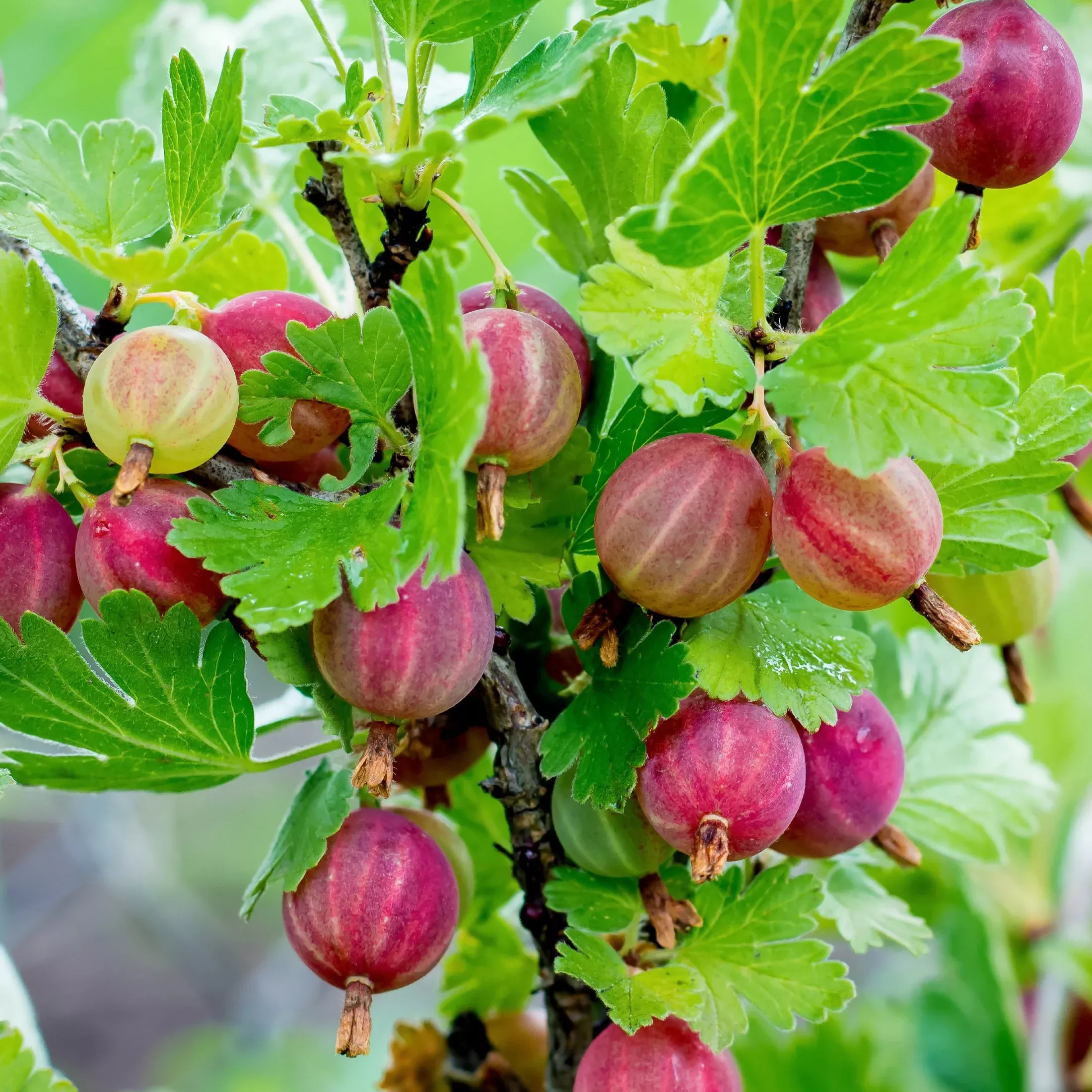 Gooseberry - Pixwell 2 Pack