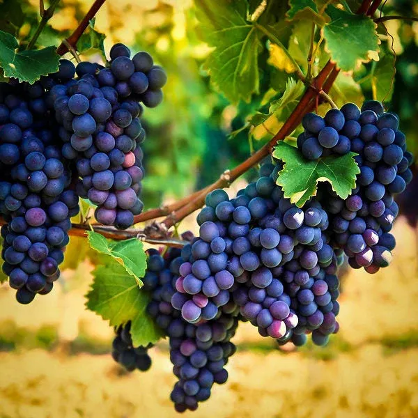 Grape Vine Plant