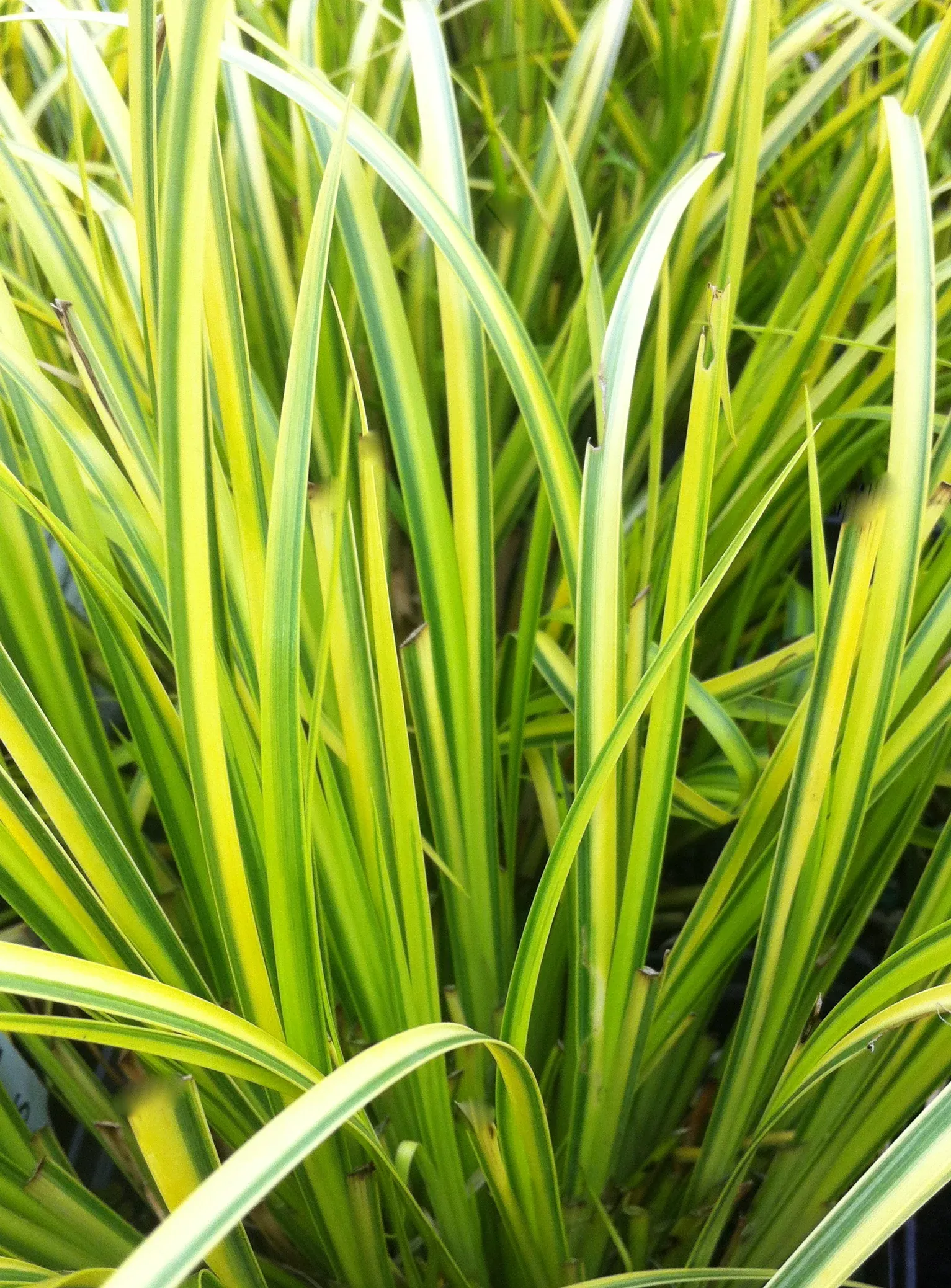Grassy-leaved Sweet Flag