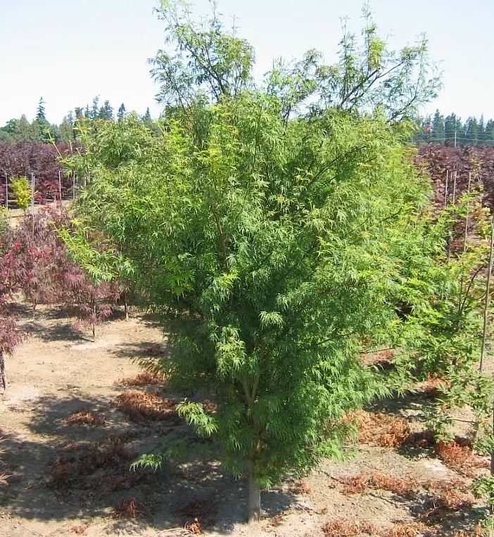Green Dragon Japanese Maple