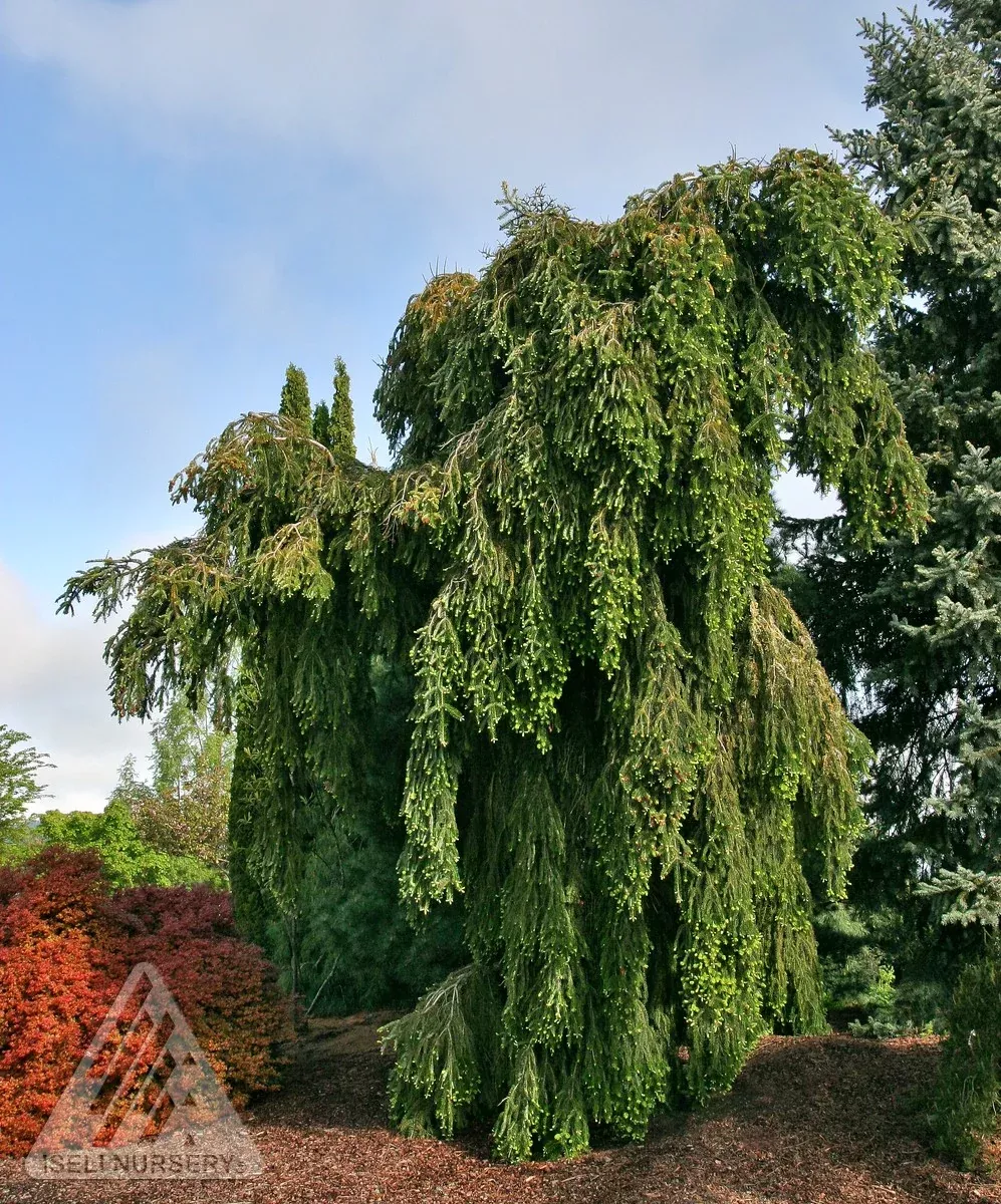 Green Spiral Silver Fir