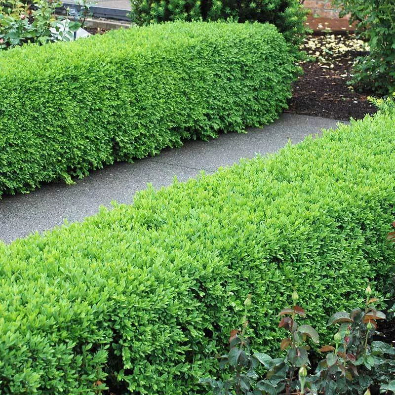 Green Velvet Boxwood