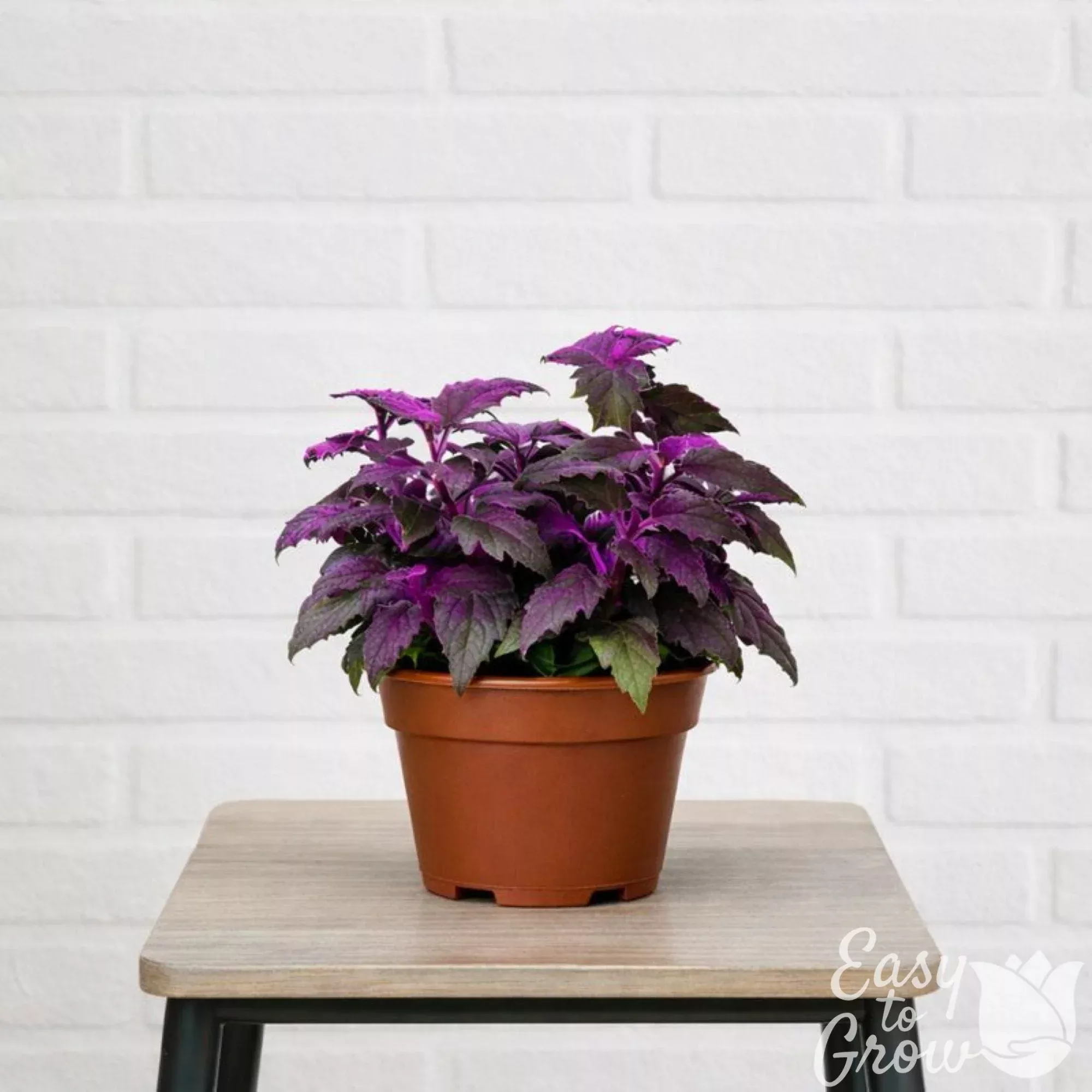 Gynura Purple Passion Potted Houseplant 2 Pack