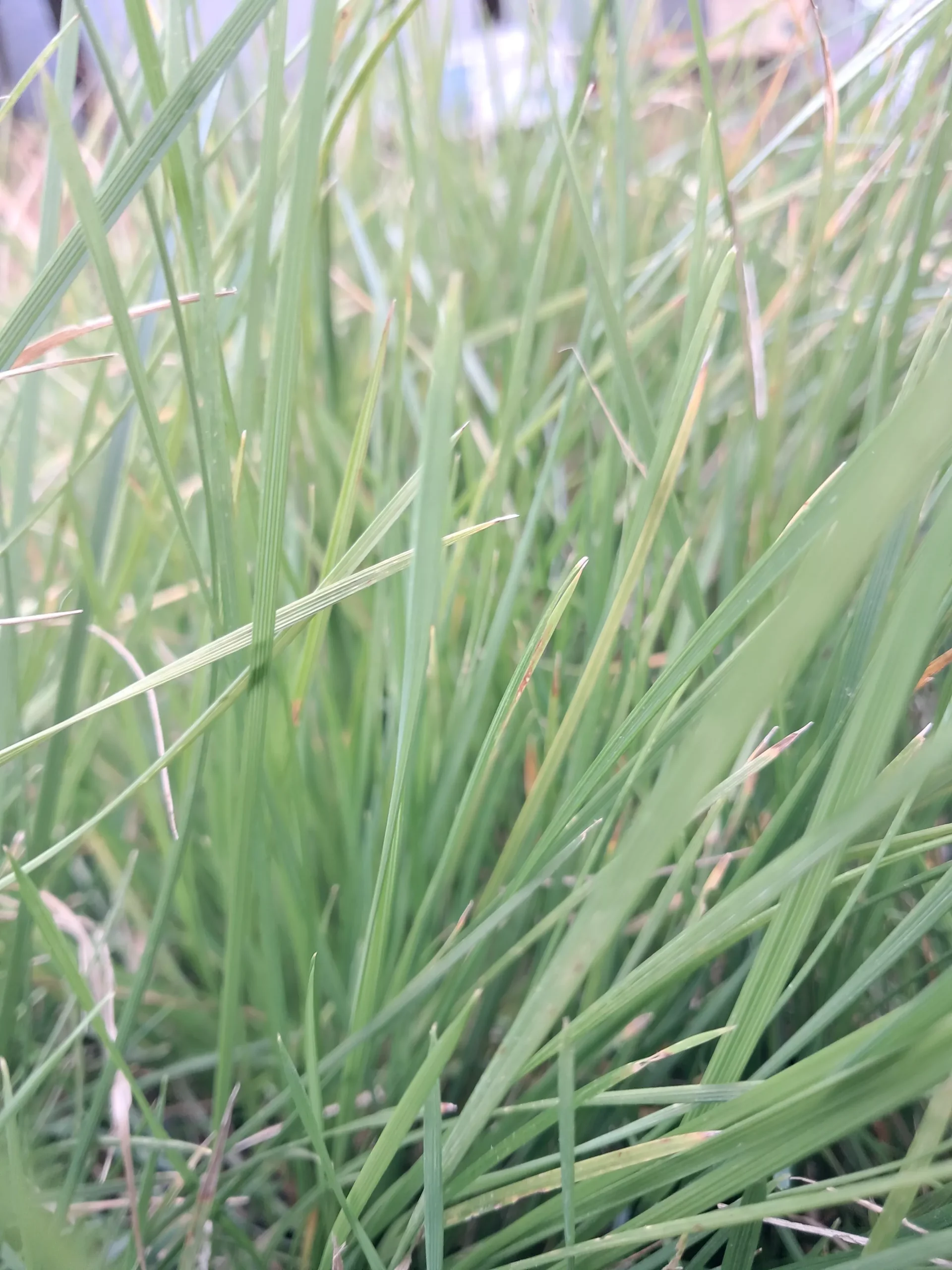 Hair Grass, Tufted