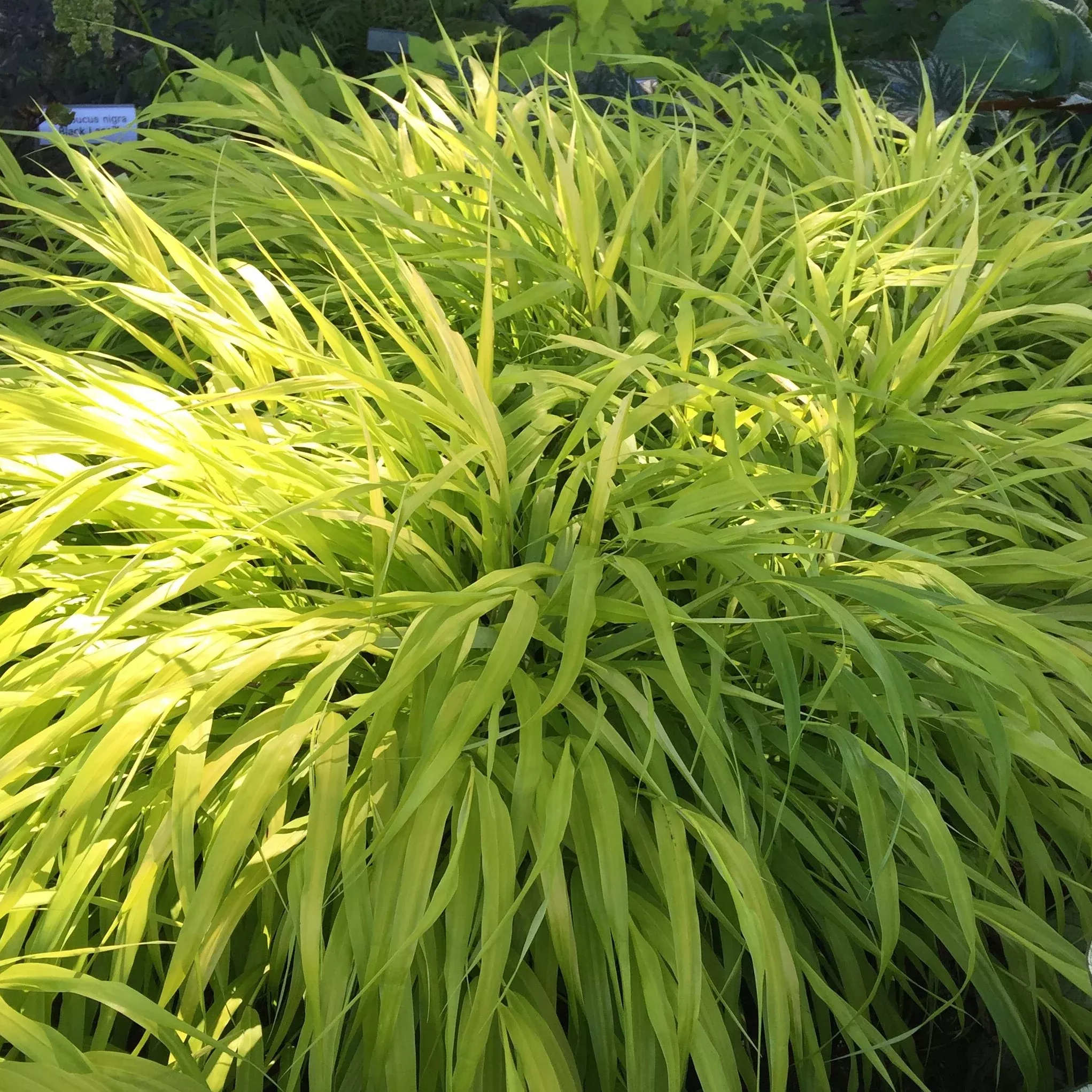 Hakonechloa - All Gold 2 Pack