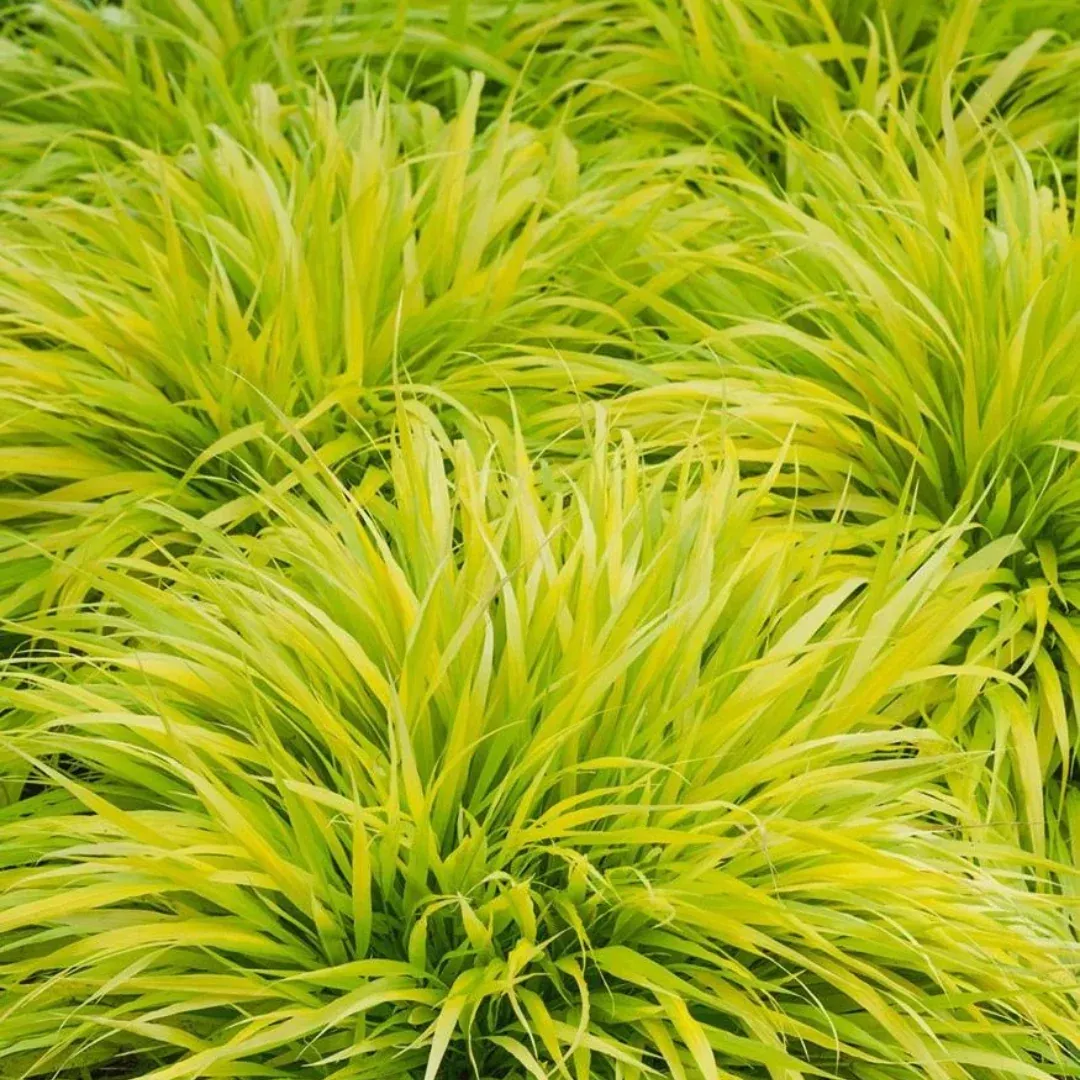 Hakonechloa 'All Gold'