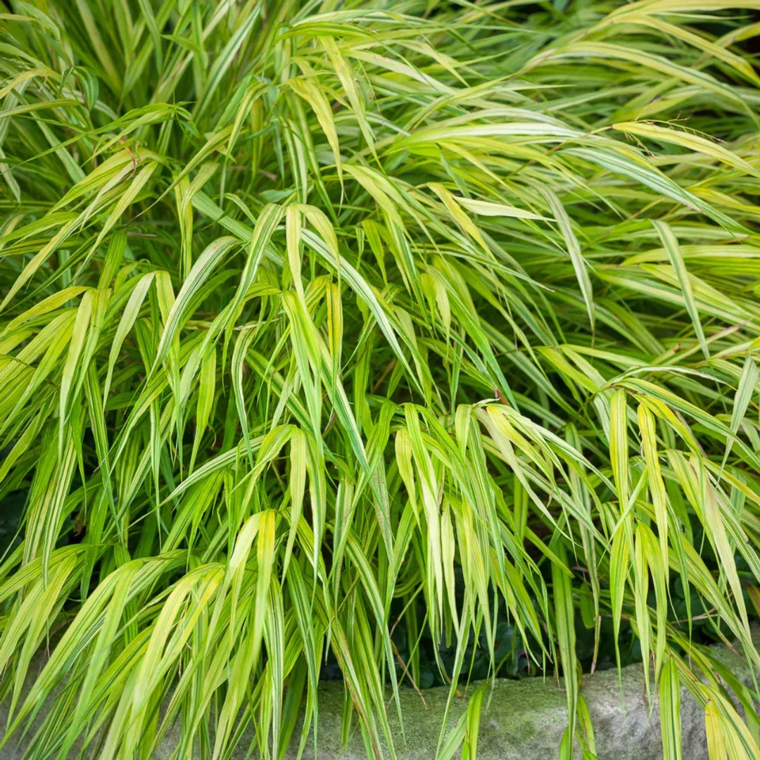 Hakonechloa 'Aureola'