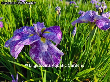 'Hall of Marble' Japanese Iris (Iris ensata) aquatic iris for ponds