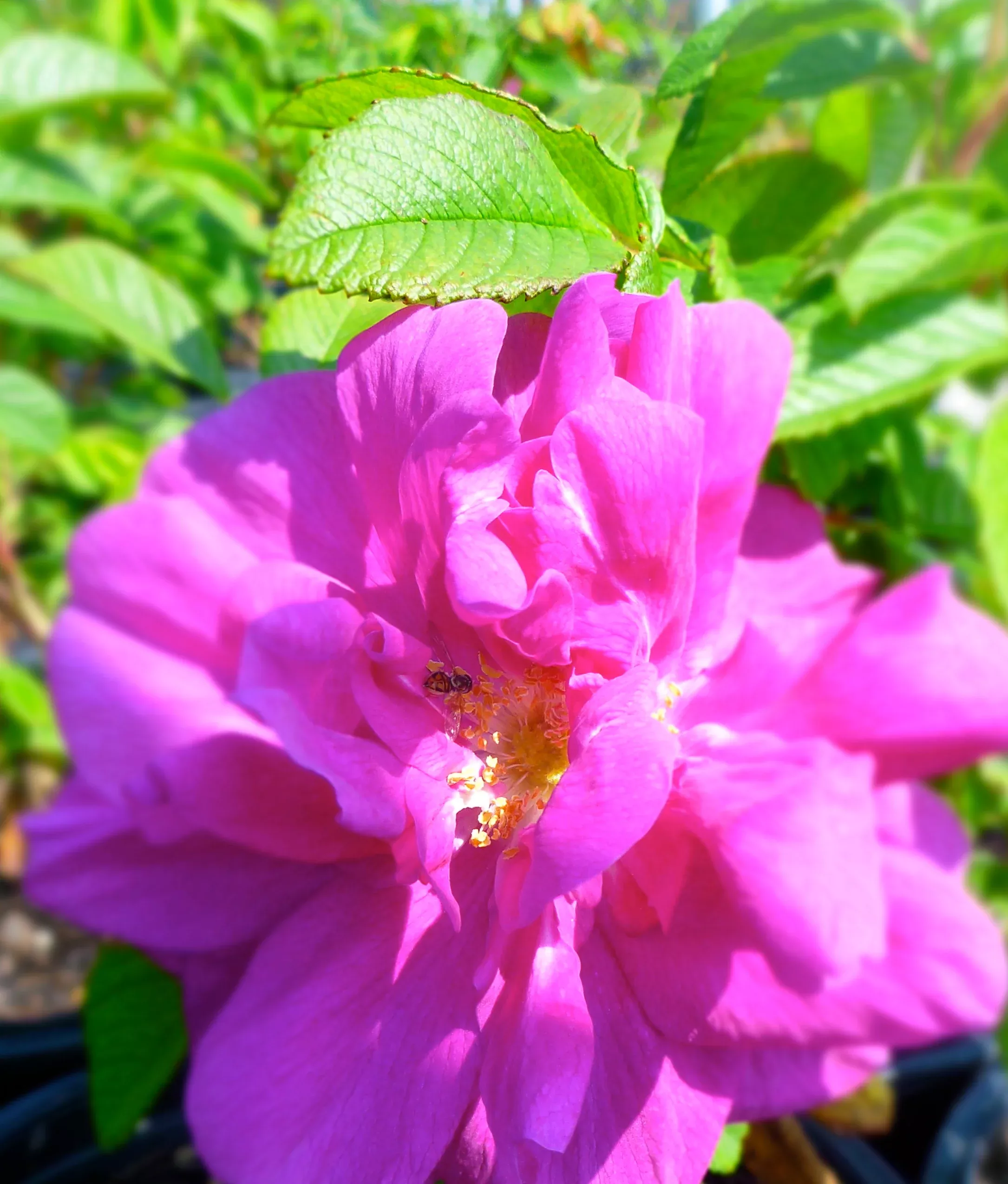 Hansa Rose