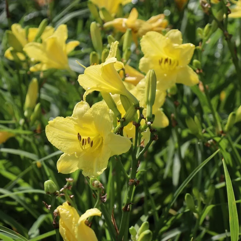 ‘Happy Returns’ Daylily