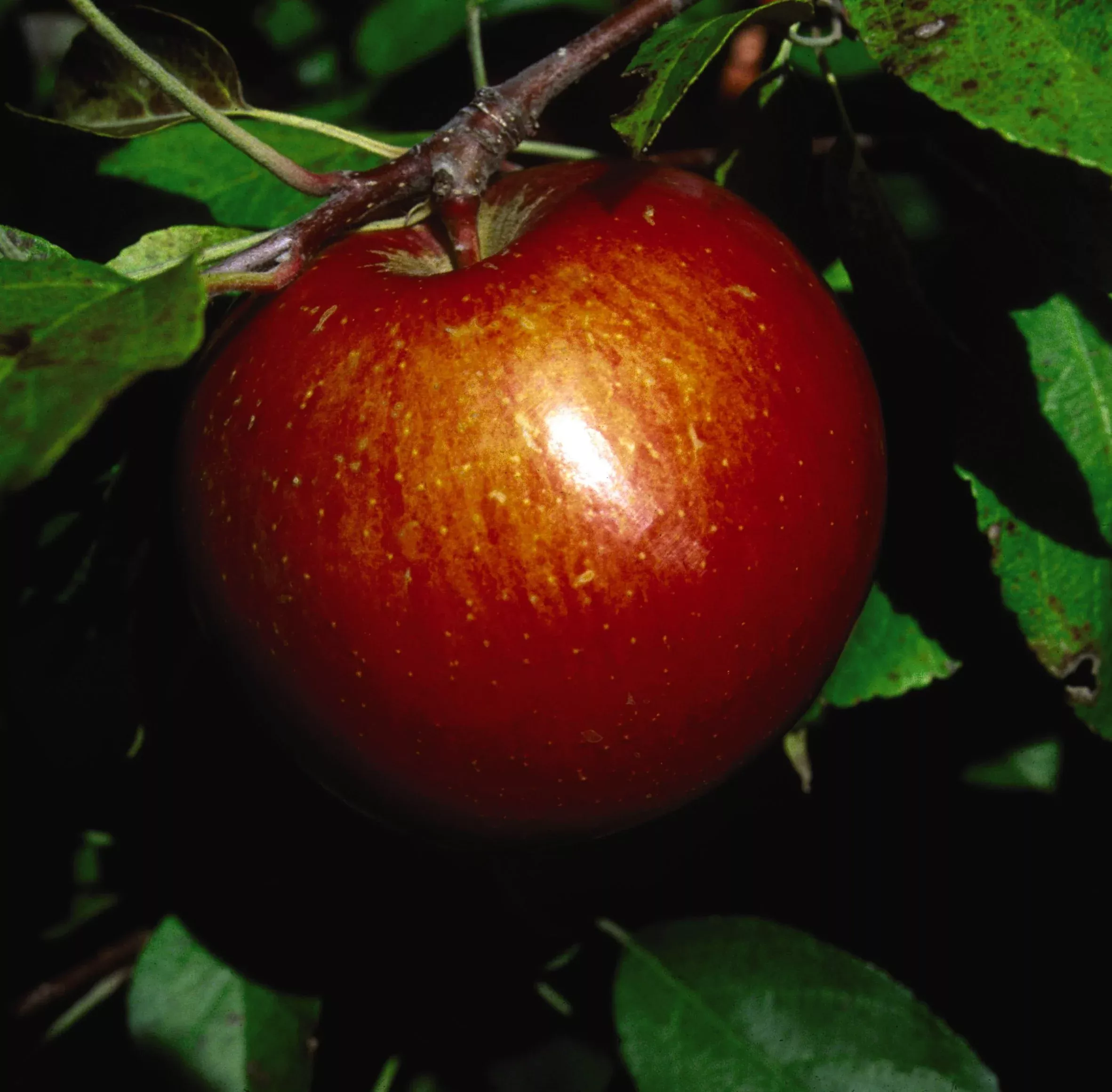 Haralson Apple